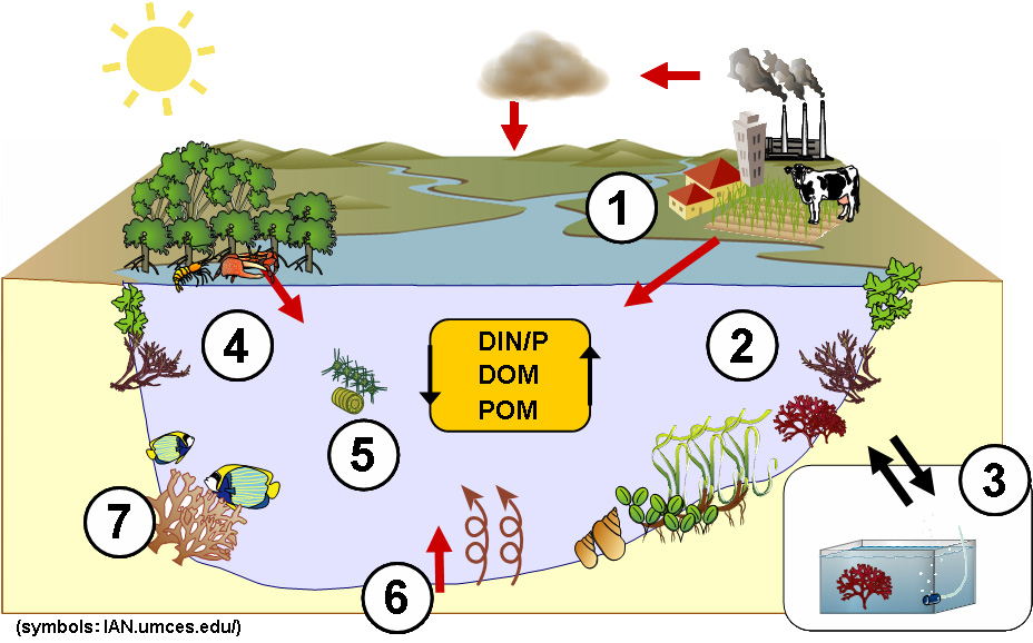 Limestone Diagram